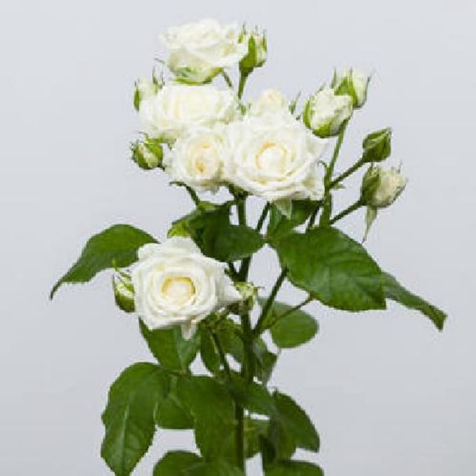 10x Rosa josephine 50cm