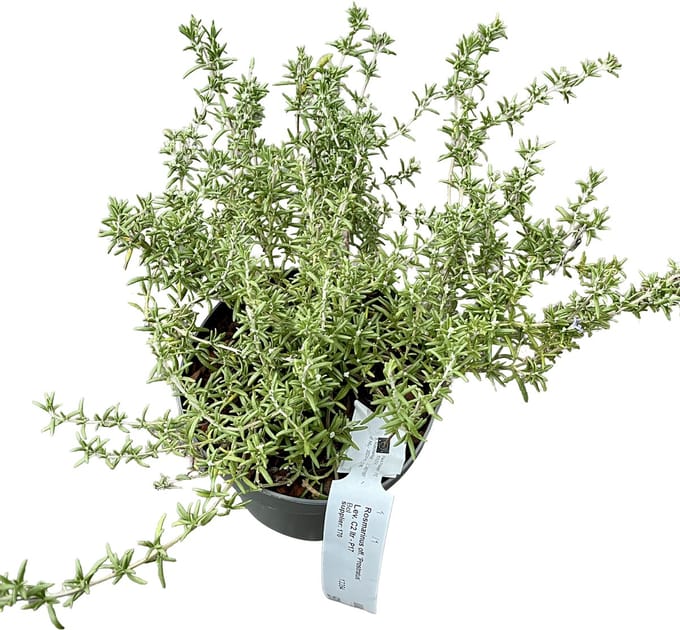 Rosmarinus officinalis Prostratus Group - Rozemarijn, Kruiprozemarijn 20 - 30 cm in pot