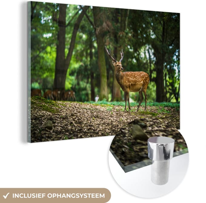 MuchoWow® Glasschilderij 60x40 cm - Schilderij acrylglas - Hert - Bos - Dier - Foto op glas - Schilderijen