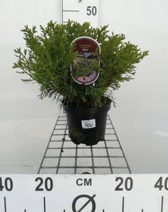 Thujopsis dolabrata 'Nana' - Hibracipres 20 - 25 cm in pot