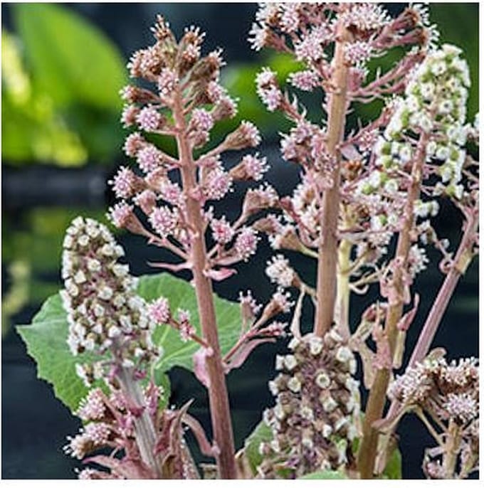 Moerings Petasites Hybridus | Groot hoefblad | In 9CM pot