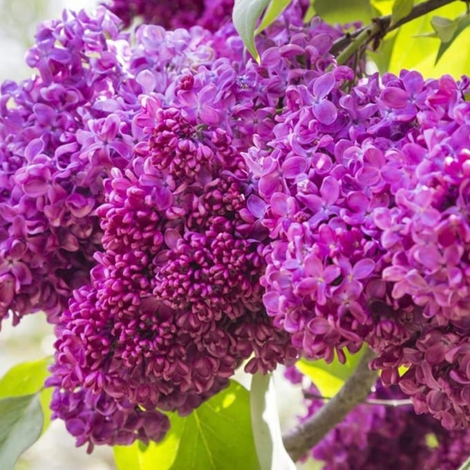 Syringa vulgaris 'Charles Joly' - Sering 40-60 cm in pot