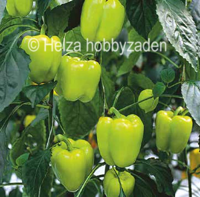 Paprika Beluga Licht Green 5 zaden