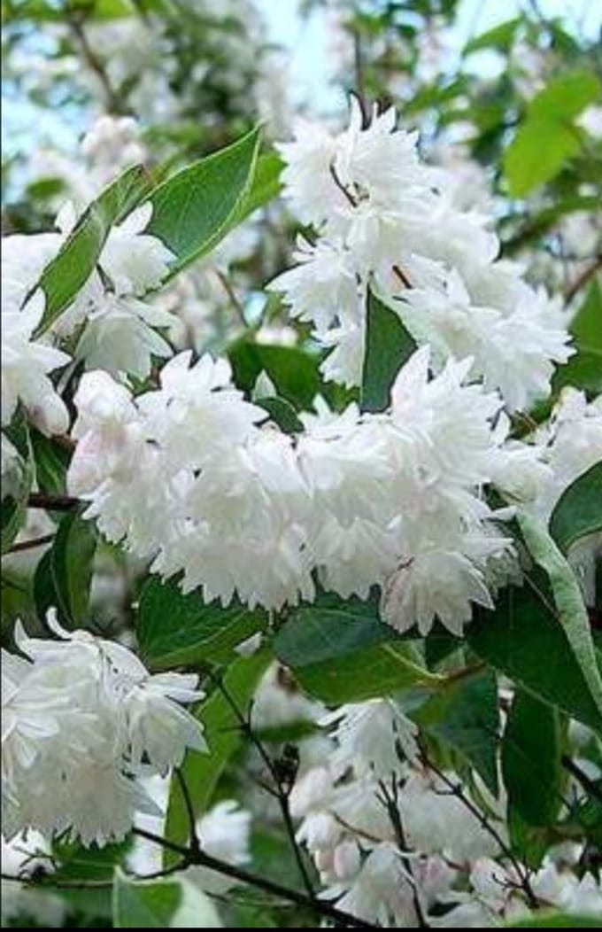 Deutzia magnifica - Bruidsbloem 60- 80 cm in pot