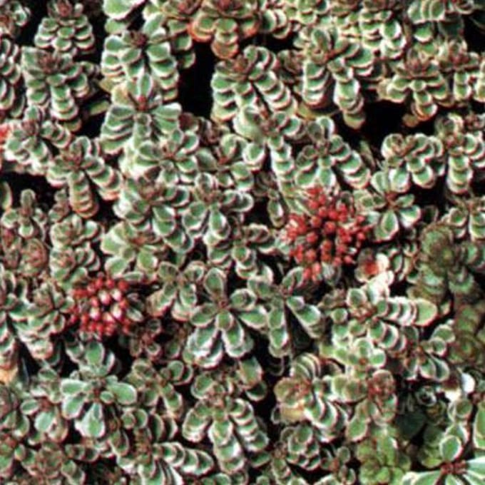 6 x Sedum Spurium 'Variegatum' - Vetkruid pot 9x9cm
