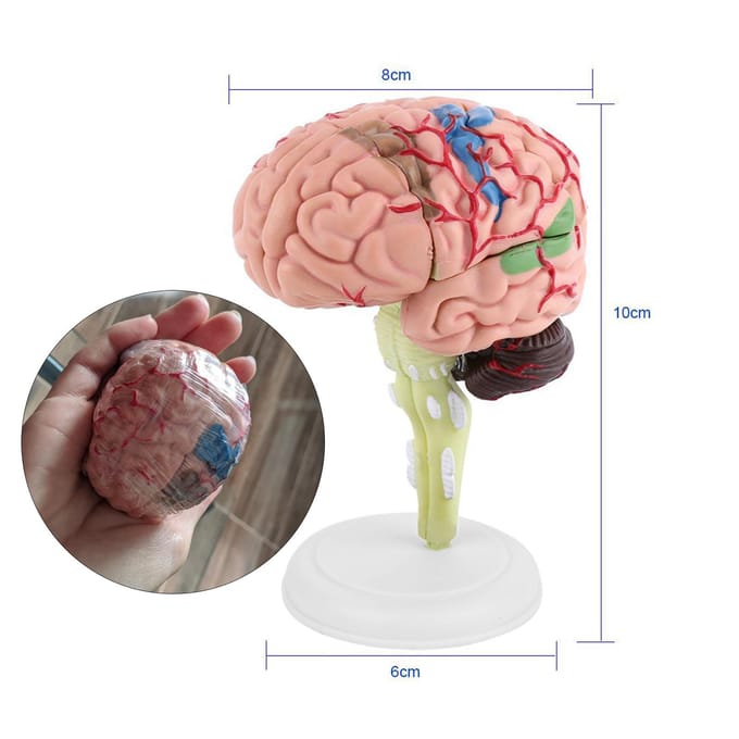 1 stuks Gedemonteerd Anatomisch Menselijk Hersenenmodel Medisch Lesinstrument Speelgoed beige