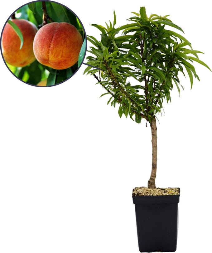 Prunus persica 'Bonanza', dwergperzik, 5 liter pot