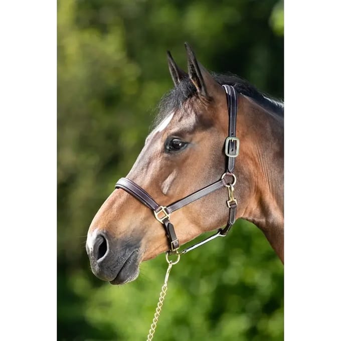 Lederen halster voor paarden HFI