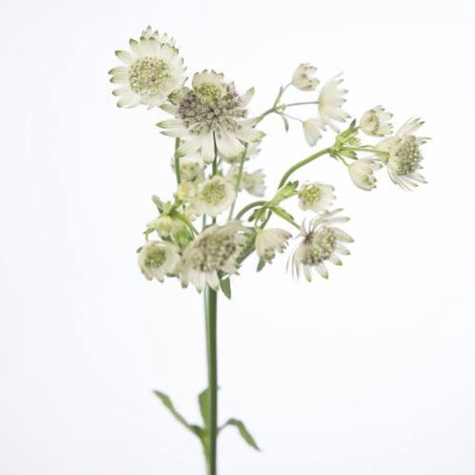 25x Astrantia billion stars xl 60cm