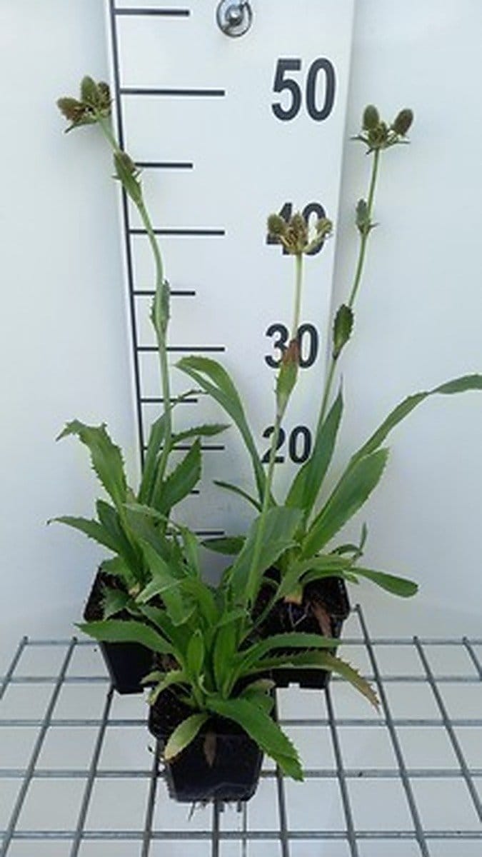 6x Kruisdistel - Eryngium agavifolium | 9x9 cm pot