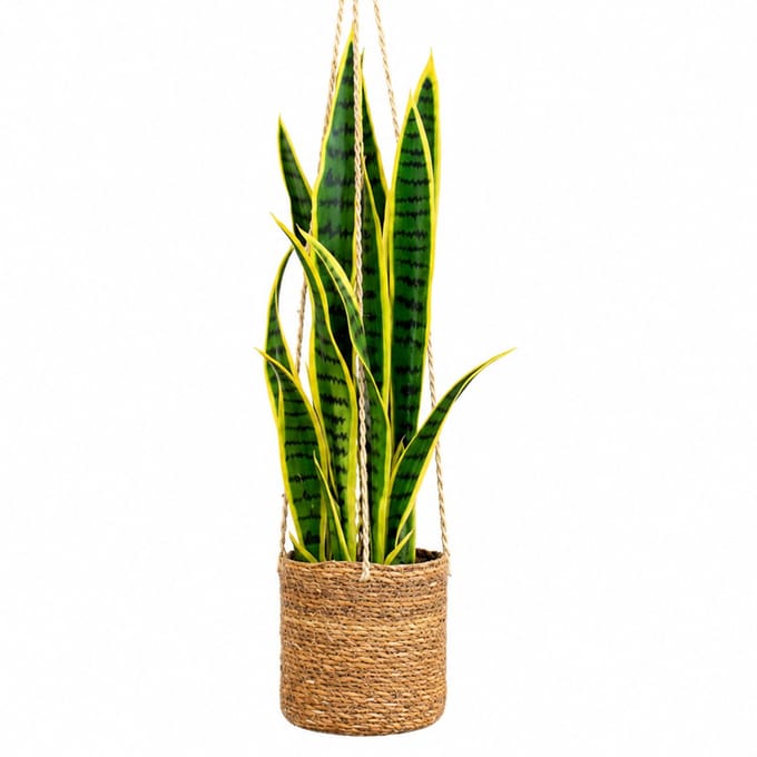 Kunstplant Sansevieria in hangmand naturel L100cm