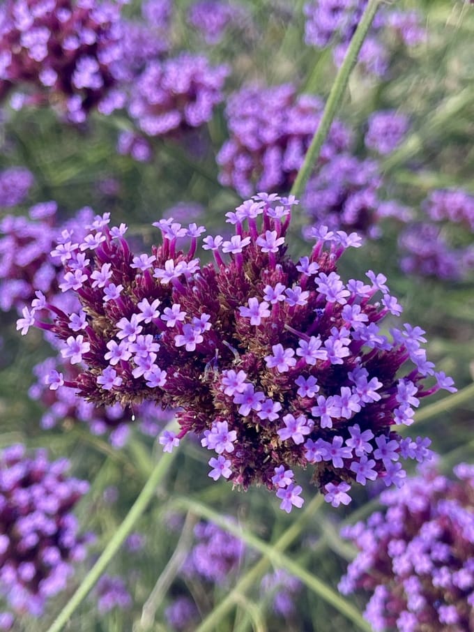 6x IJzerhard - Verbena Bonariensis | 9x9 cm pot