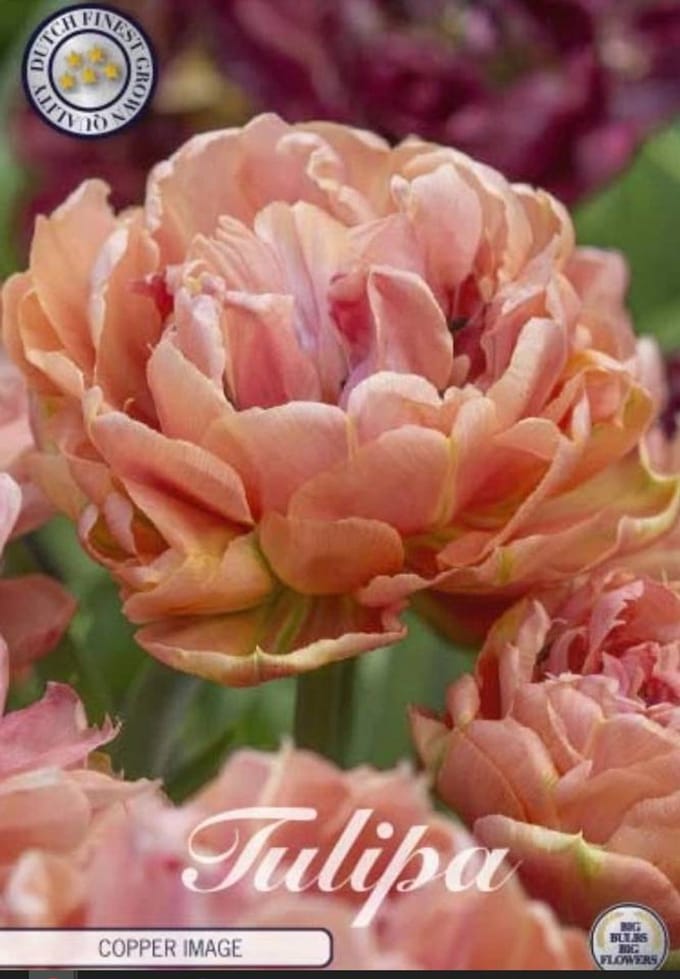 Copper Image (Nieuw) Dubbel Laat Tulpenbollen 7 stuks Bolmaat 12+