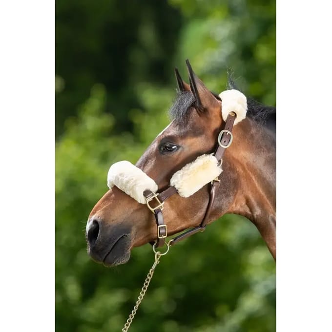 Halter schede HFI