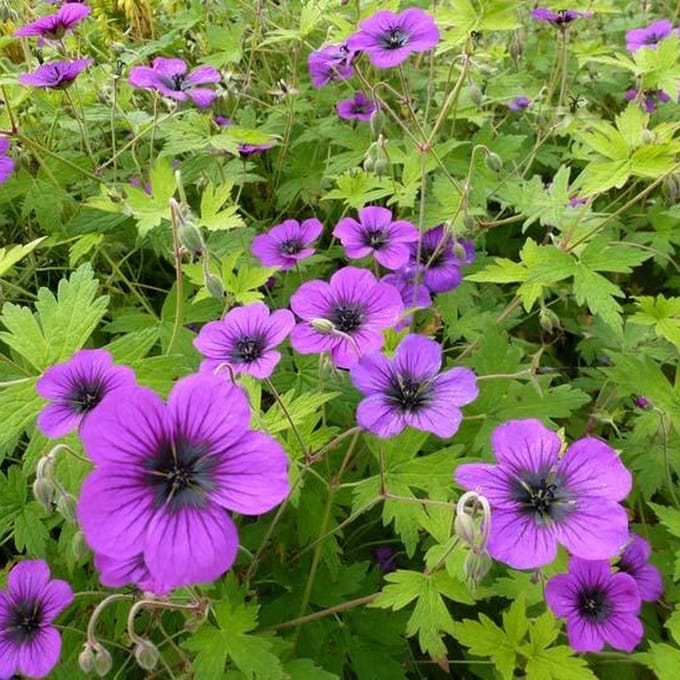 6x Ooievaarsbek - Geranium ‘Ann Folkard’ - Pot 9x9cm