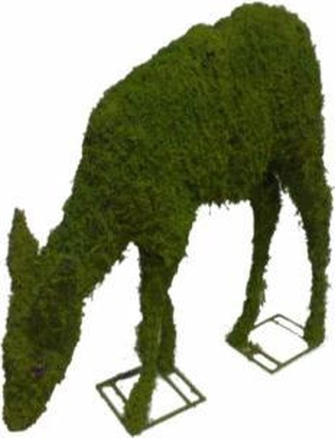 Hert Grazend - Mos