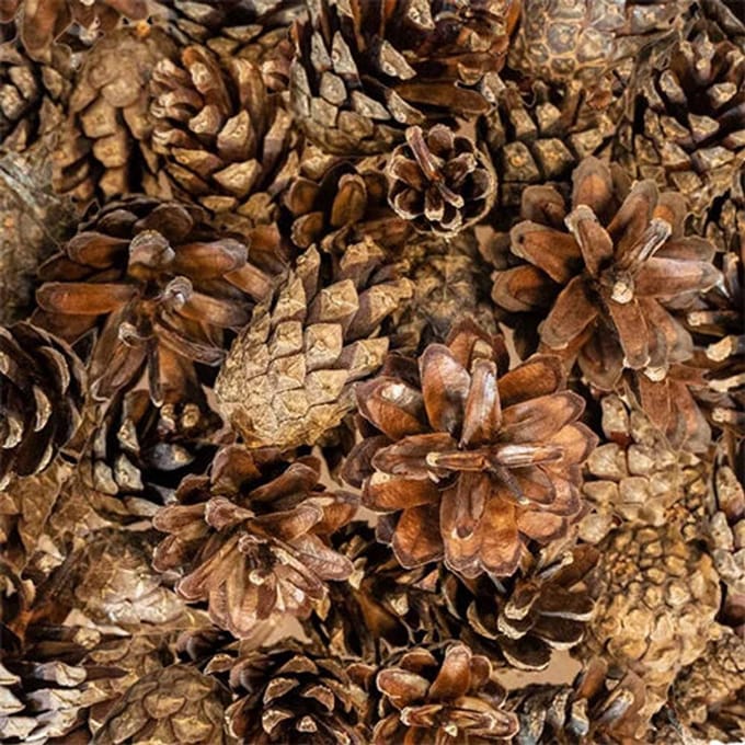 Back Zoo Nature- Bodembedekking- Small Forest Pine Cones- Denneappels- Siervogels