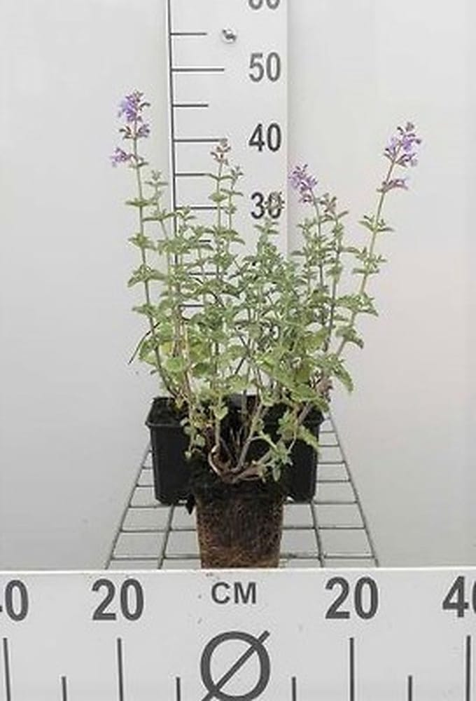 6x Kattekruid - Nepeta faas. 'Six Hills Giant' | 9x9 cm pot