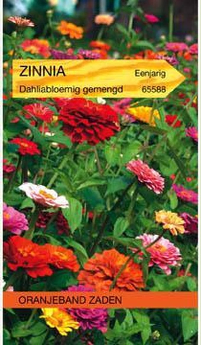 Zinnia Dahliabloemig gemengd