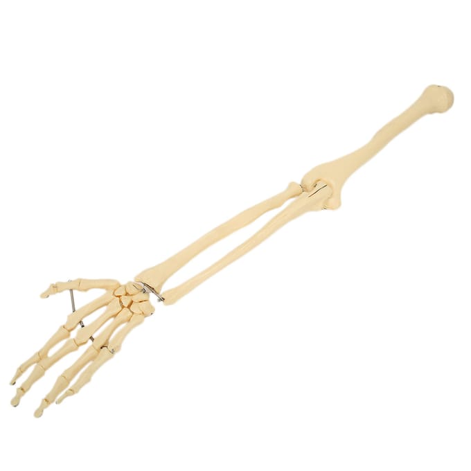 Modèle d'os de bras et de main humain professionnel Modèle d'os de membre supérieur pour démonstration pédagogique beige