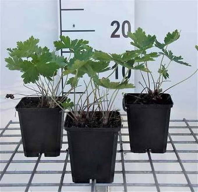 6x Ooievaarsbek - Geranium phaeum 'Samobor' | 9x9 cm pot