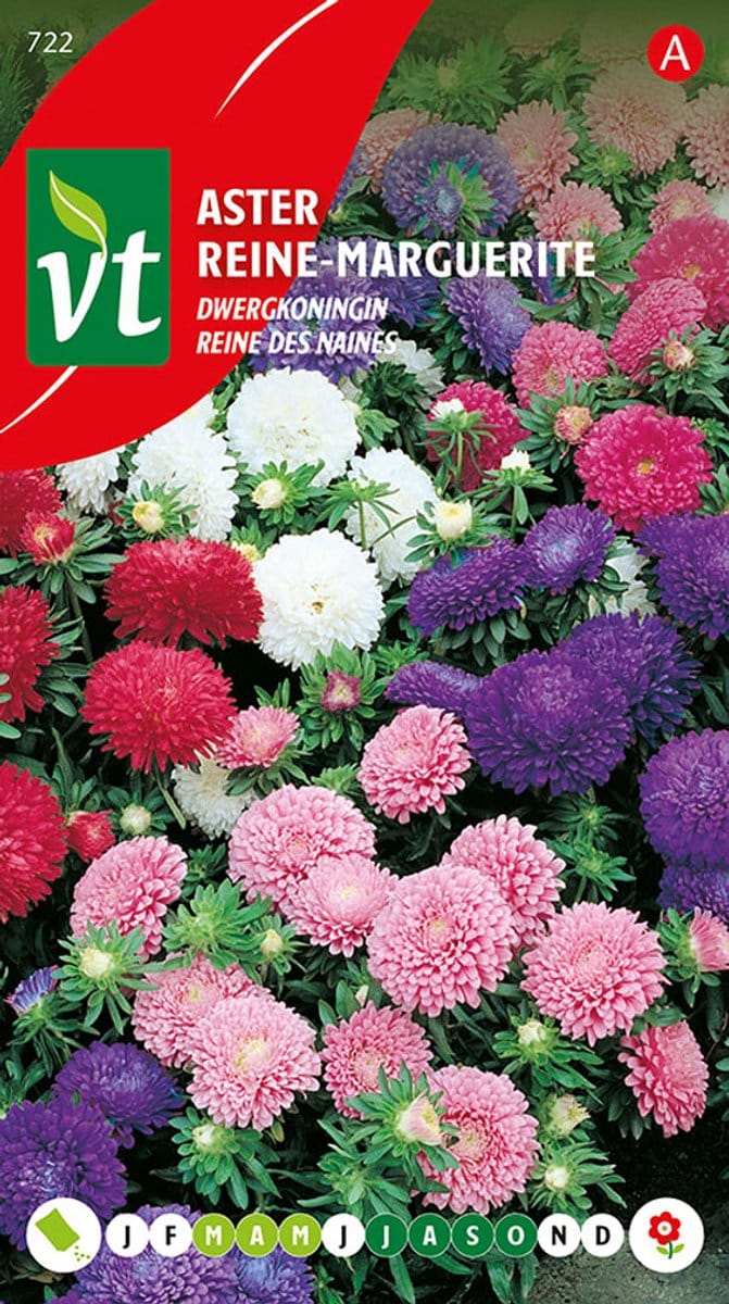 Aster Dwergkoningin - Lage aster met dubbele bloemen in gemengde kleuren
