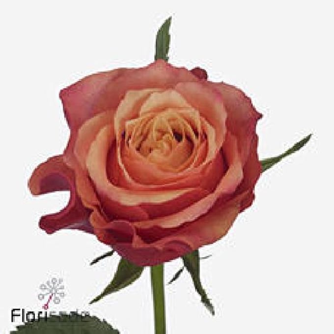 10x Rosa firelight 50cm