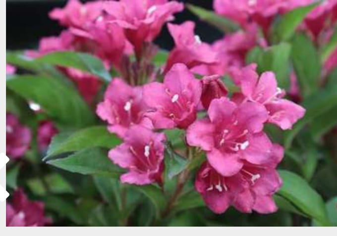 Weigela ' Eva Rathke' - Weigela 50 - 60 cm in pot