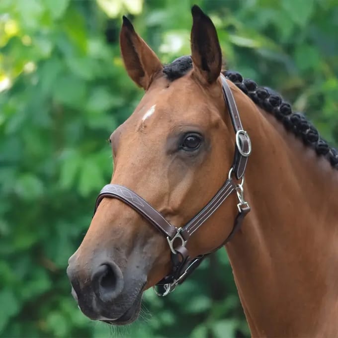 Halster voor paarden Jump'In Fancy