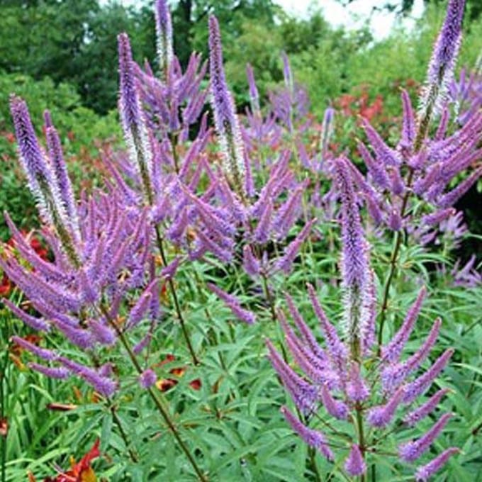 6 x Veronicastrum Virginicum 'Fascination' - Virginische Ereprijs pot 9x9cm