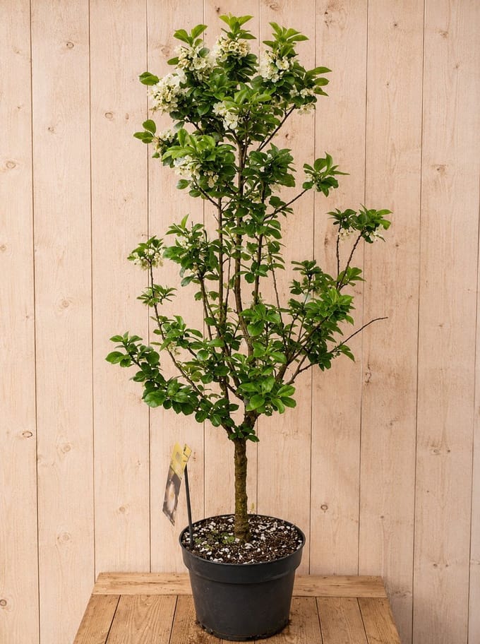 Dwerg Kersenboom 'Piemont' Prunus avium 140 cm Warentuin Natuurlijk
