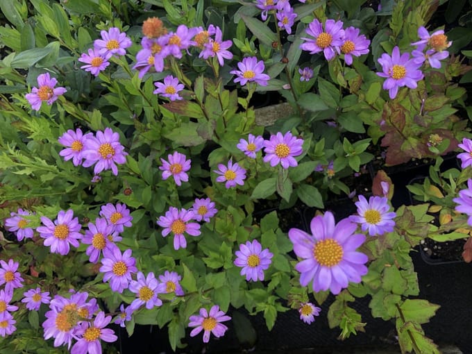 6x Zomeraster - Kalimeris mongolica 'Antonia' | 9x9 cm pot