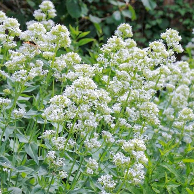 Spornbloem (Centranthus ruber) - albus – Witte Spoorbloem - Vaste planten - bloeit in Juni / Juli