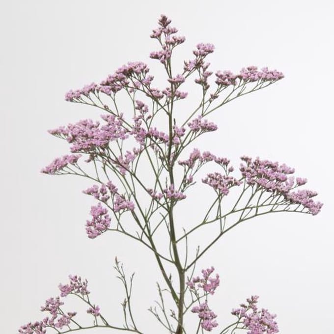 25x Lim.safora oshi pink 60cm