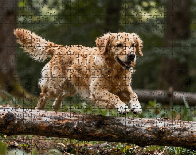 Puzzel Golden Retriever in het bos | 500 stukjes | Dierenpuzzel | Hondenpuzzel