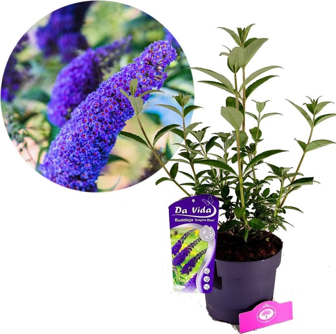 Buddleja davidii ‘Empire Blue’, Vlinderstruik, 3 liter pot