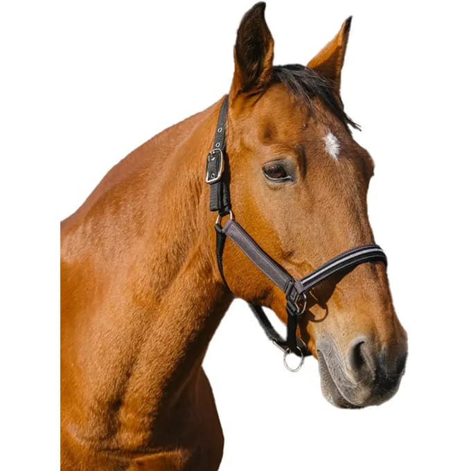 Nylon paardenhalster Equithème Domino
