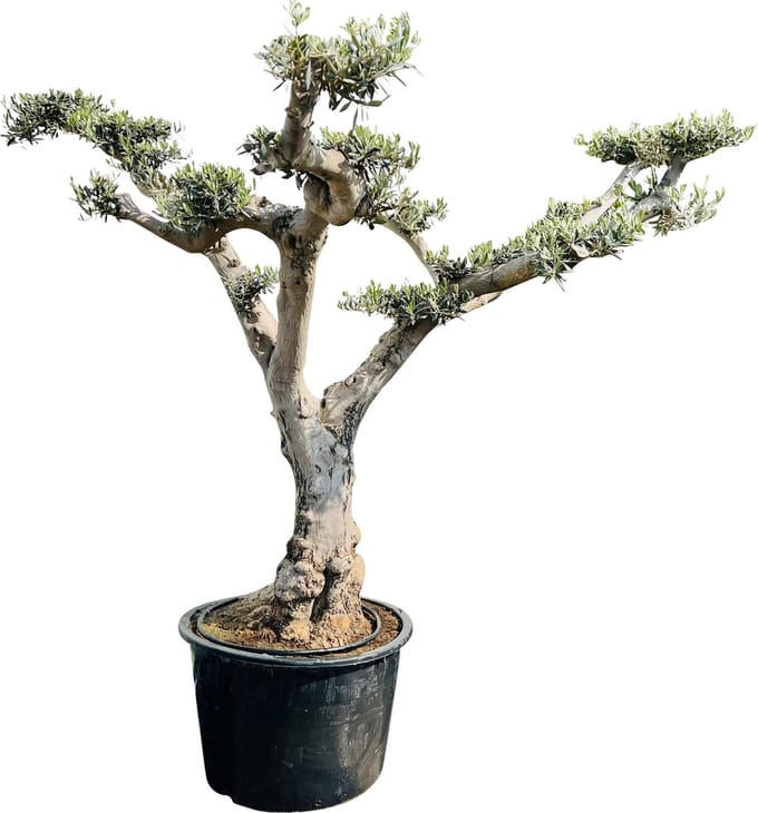 Olijfboom Pon Pon - Olea Europea - Winterhard - Stamomvang ⌀ 80-100cm - Hoogte  250cm