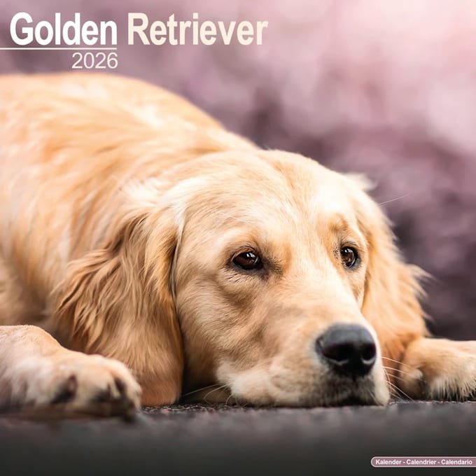 Golden Retriever Kalender 2026