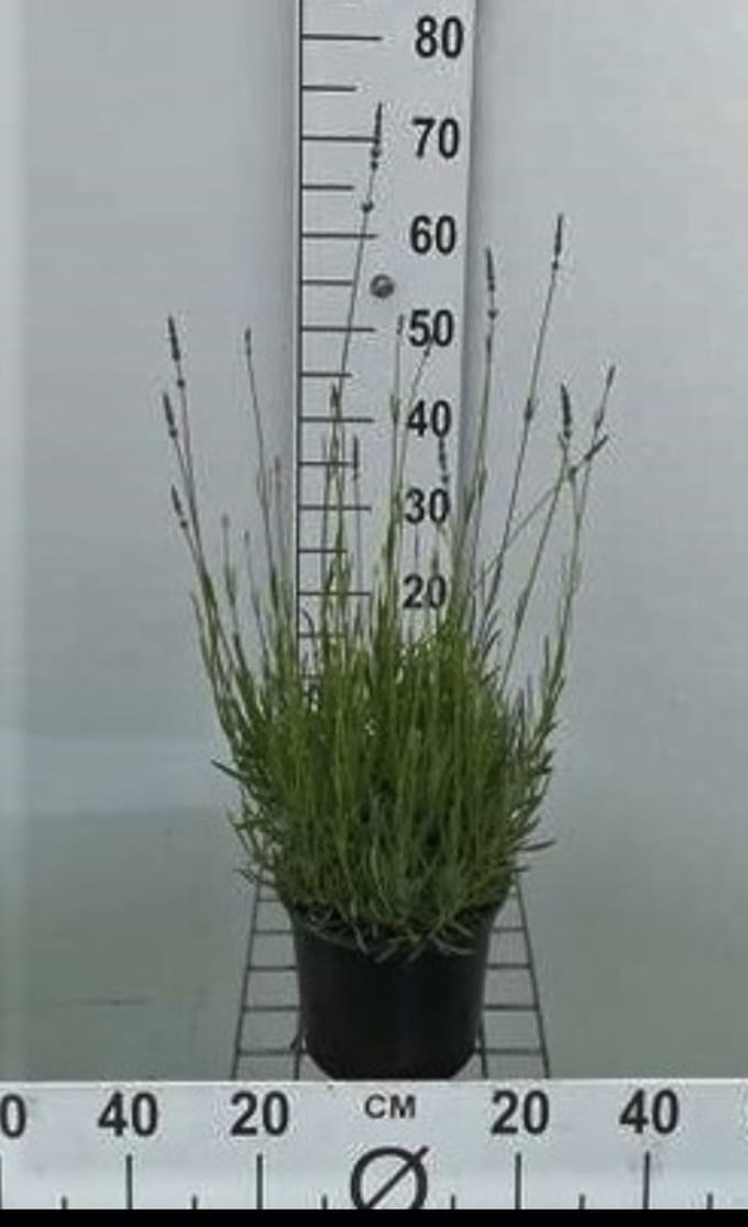 Lavandula int. 'Dutch' - Lavendel In pot 3 liter