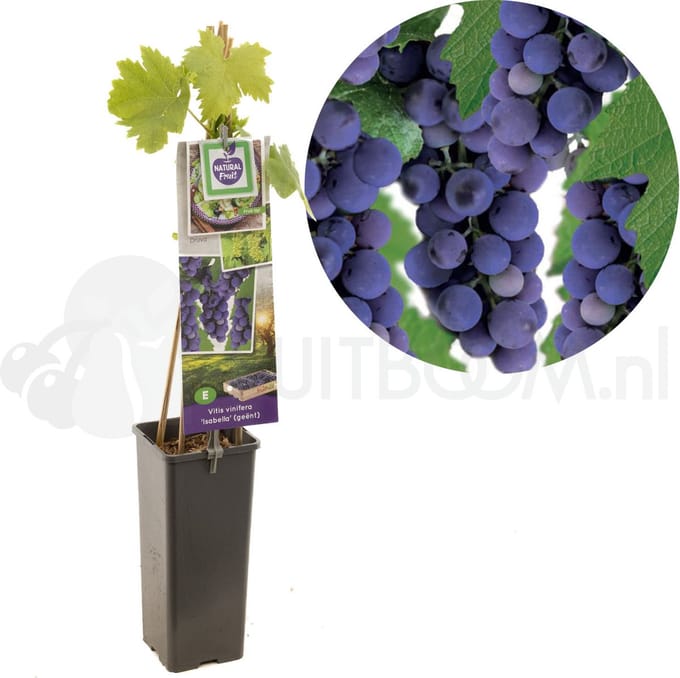 Vitis vinifera Isabella | donkerpaarse rode geënte wijndruif | Ø 11 cm