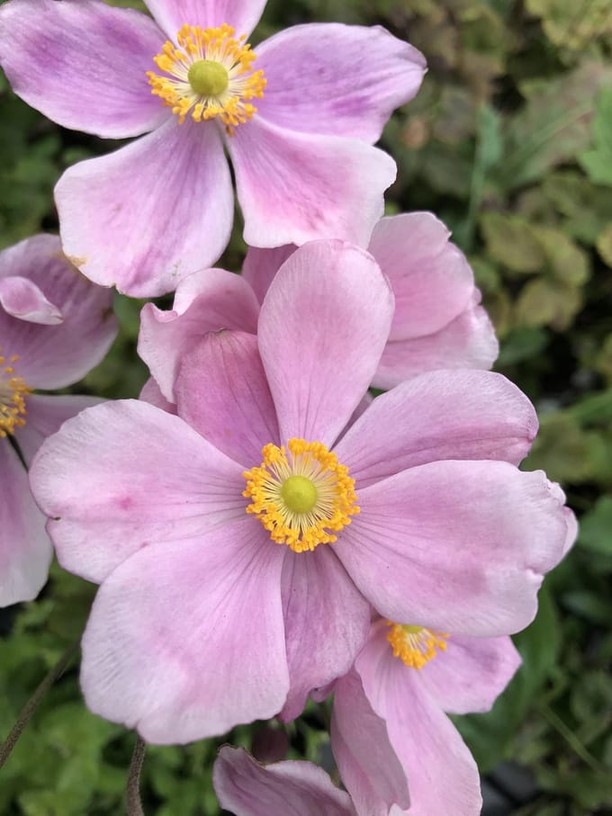 6 x Anemone 'Loreley' - Herfstanemoon - P9 Pot (9 x 9cm) - Dima Vaste Planten