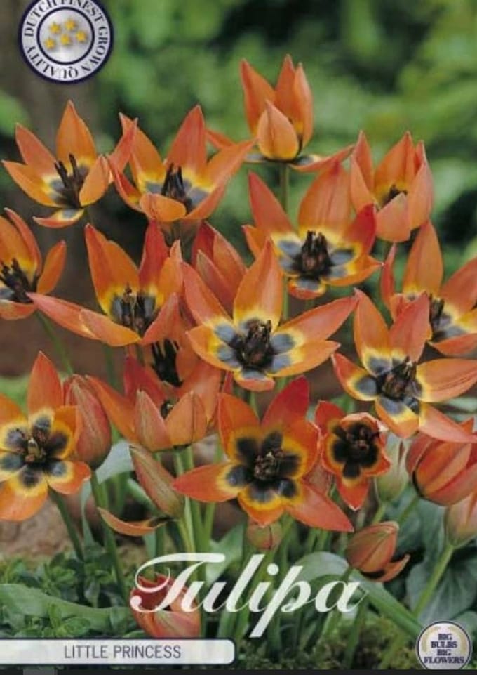 Little Princess Botanical Tulpen Bollen 10 stuks bolmaat 5/6