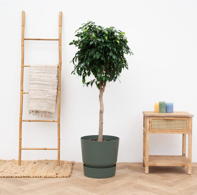 Ficus Benjamina Danielle - 140cm