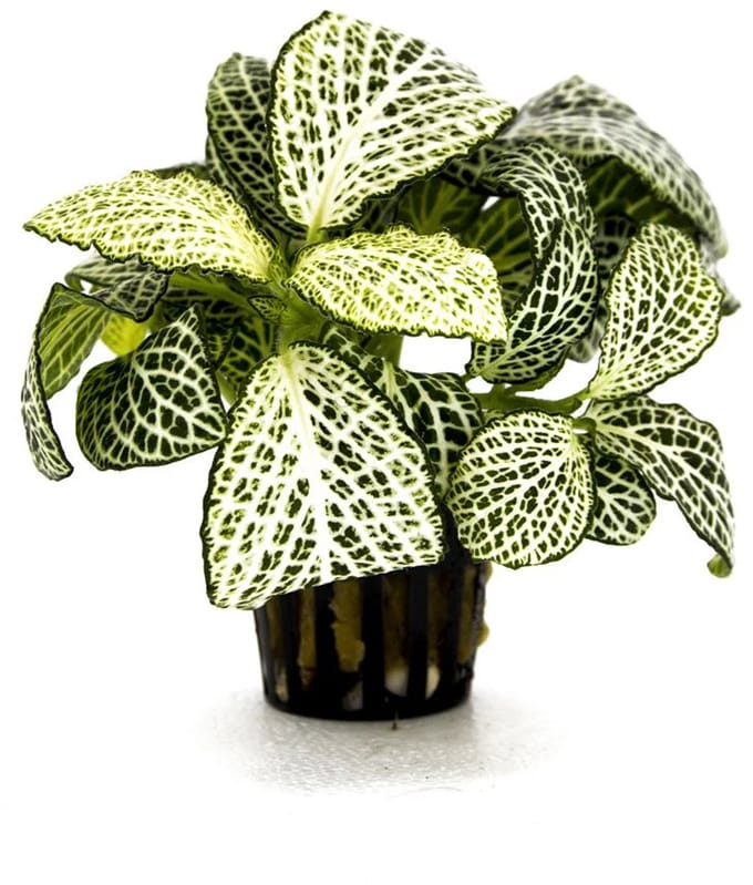 Aquaflora Fittonia â€˜Mini Whiteâ€™ In 5 CM Pot