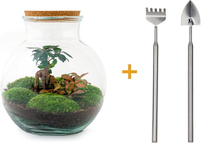 Glazen Plantenbak! - Teddy Bonsai -  26,5 cm - DIY - met hark, schep