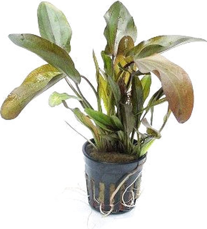Moerings Echinodorus Atlandsberg | Waterweegbree | in 5 cm pot