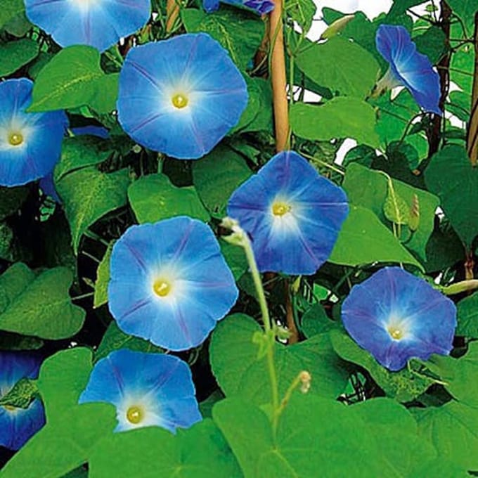 Klimmende Winde zaden - Heavenly Blue