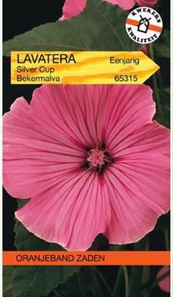 Oranjebandzaden -  Lavatera, Bekermalva Silver Cup