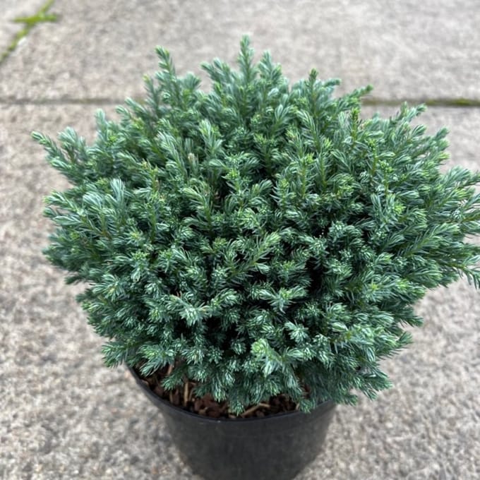 Chamaecyparis p. ‘Blue Moon’ - Schijncipres | 20-25 cm pot